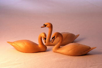 Group of Mute Swans