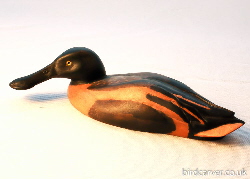 Shoveler duck - dabbling duck carvings
