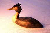 Bird carving - Great-crested grebe carving