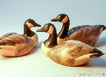 Canada geese - goose carvings