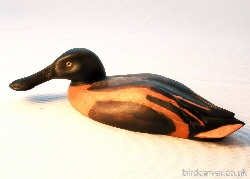 Shoveler duck - dabbling duck carvings