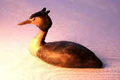 Bird carving - Great-crested grebe carving