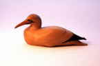 Gannet bird carving