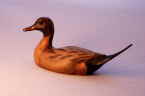 Pintail bird carving